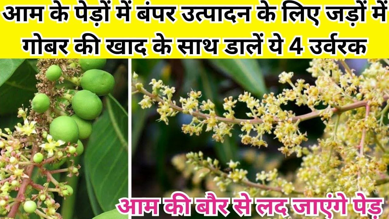 Agriculture Tips: आम के पेड़ों में बंपर उत्पादन के लिए जड़ों में गोबर की खाद के साथ डालें ये 4 उर्वरक, आम की बौर से लद जाएंगे पेड़