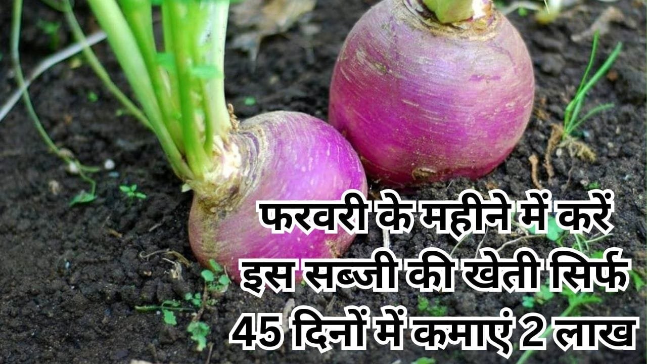 फरवरी के महीने में करें इस सब्जी की खेती, 45 दिनों में एक एकड़ से कमाएं 2 लाख रूपए, जाने बुवाई का बेस्ट तरीका