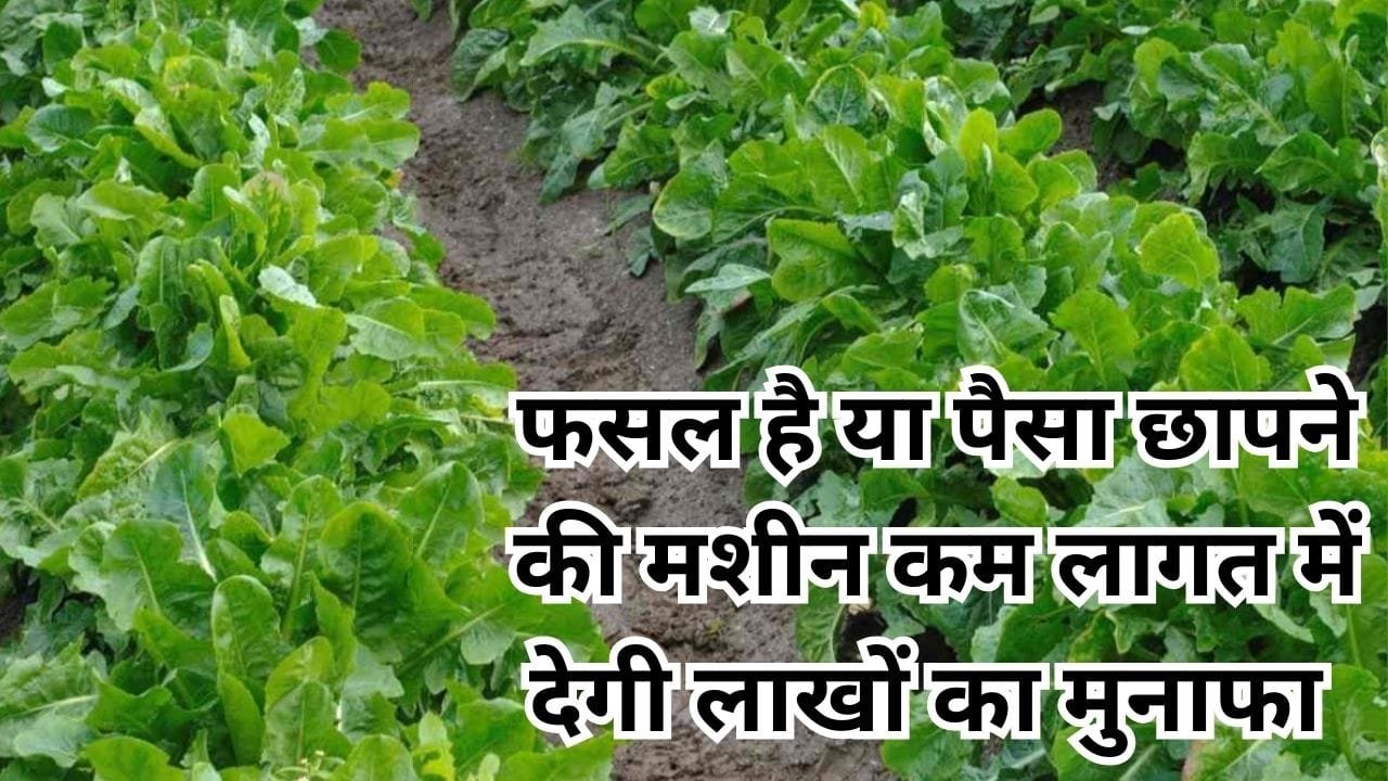 फसल है या पैसा छापने की मशीन, कम लागत में देगी लाखों का मुनाफा सिर्फ 75 दिनों में होगी तैयार, जाने नाम