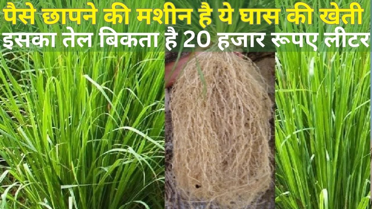 पैसे छापने की मशीन है ये घास की खेती, मार्केट में इसका तेल बिकता है 20 हजार रूपए लीटर बंजर जमीन में भी कर सकते है खेती, जाने नाम