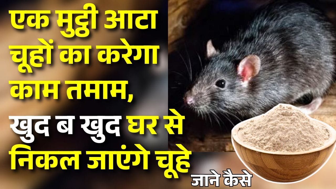 चूहे भगाने का उपाय