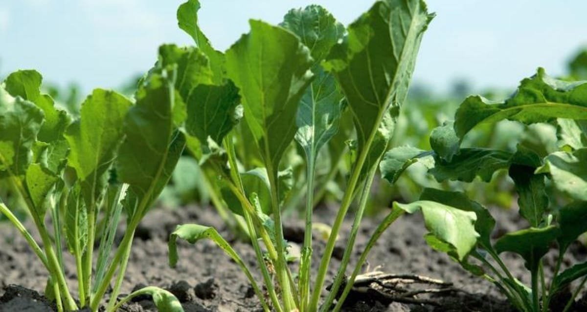 चुकंदर की खेती