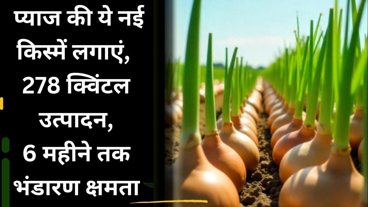 प्याज की नई किस्में