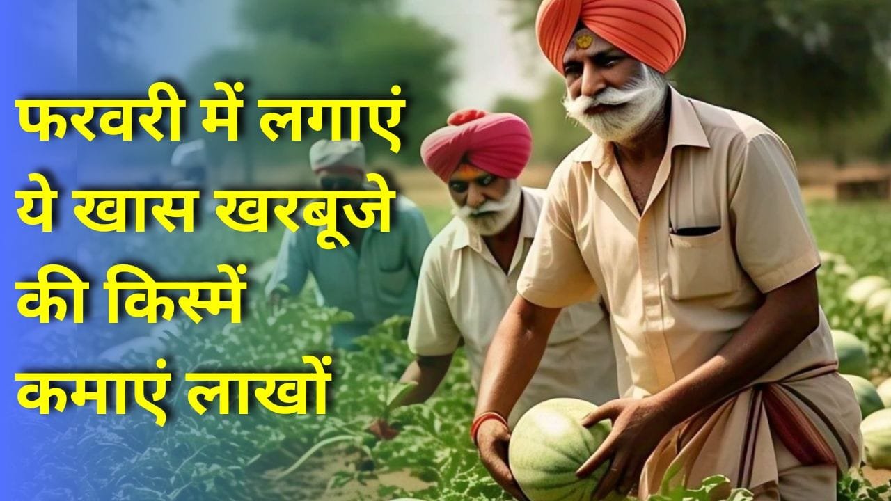 खरबूजा की खेती