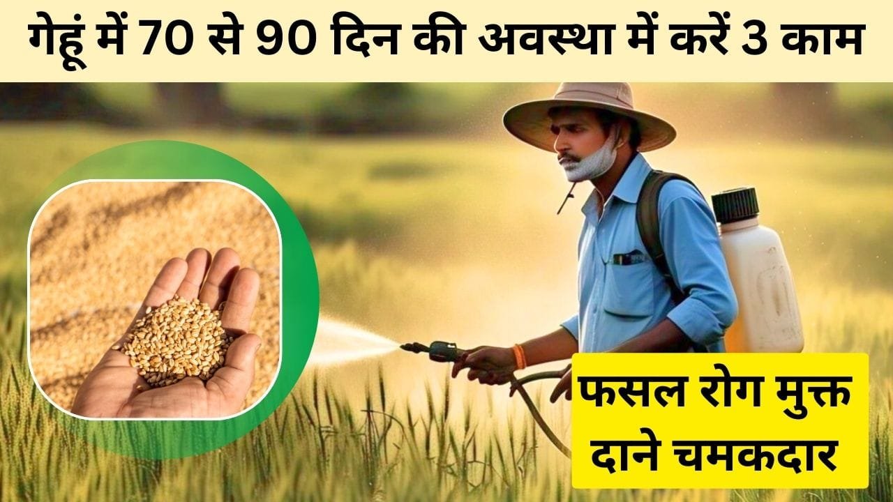 गेहूं की फसल में झंडा पत्ती