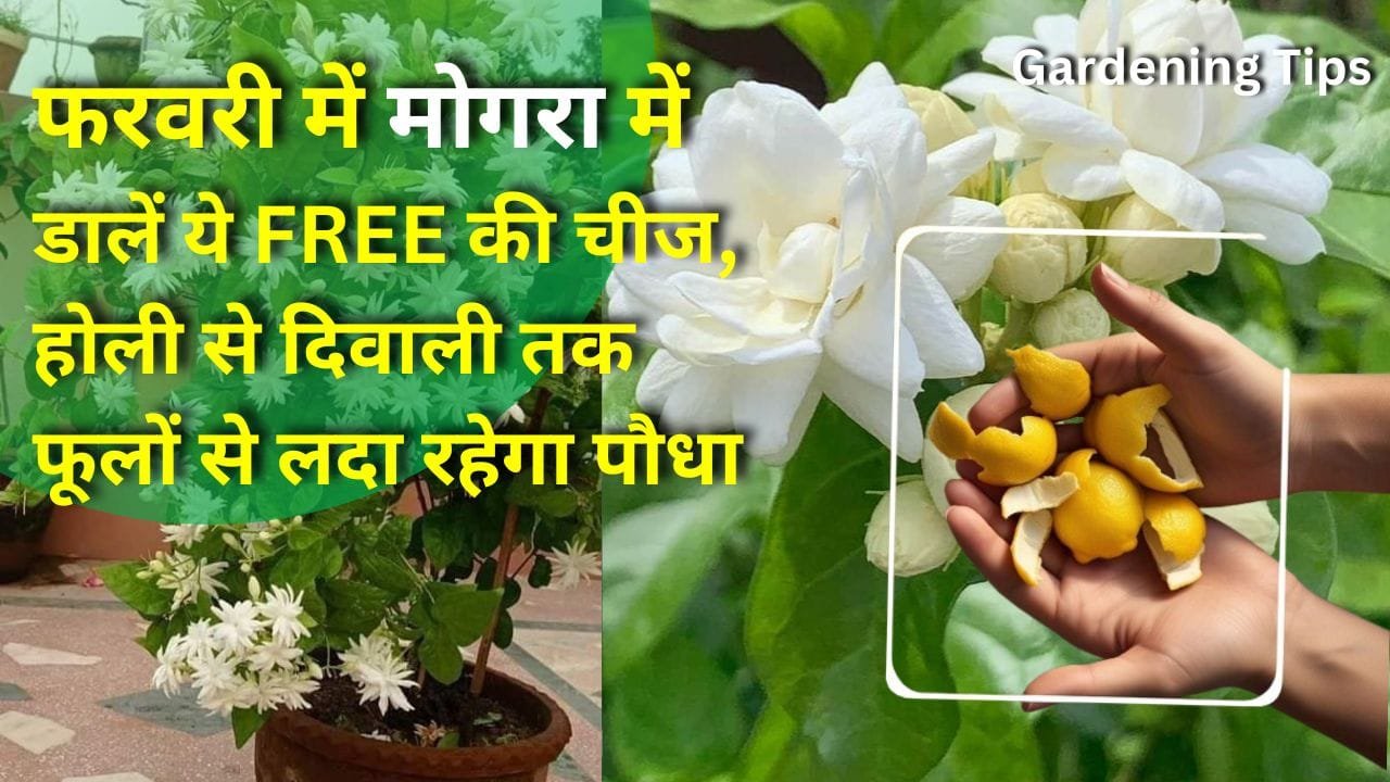 नींबू के छिलके का पानी