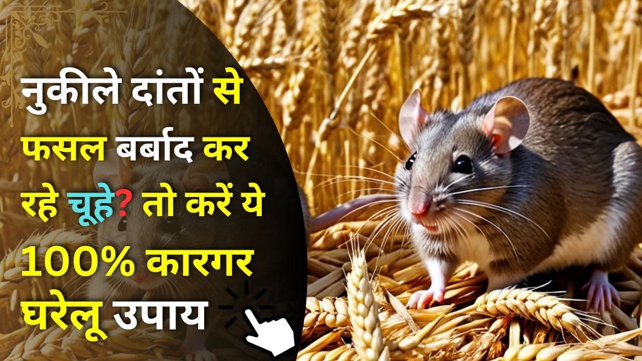 खेत से चूहे कैसे भगाएं
