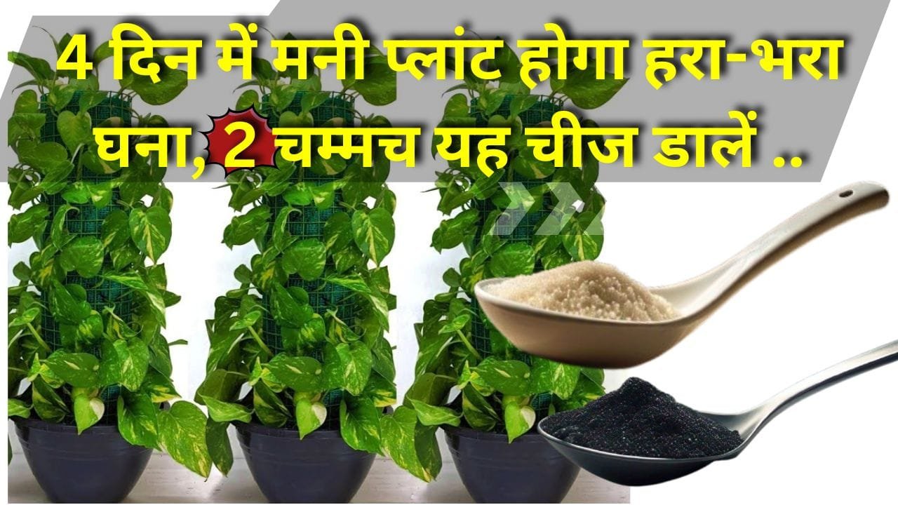 मनी प्लांट के लिए खाद