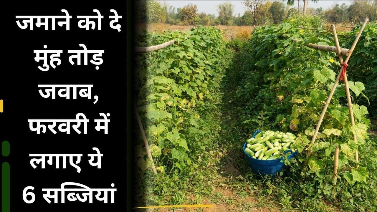 सब्जी की खेती