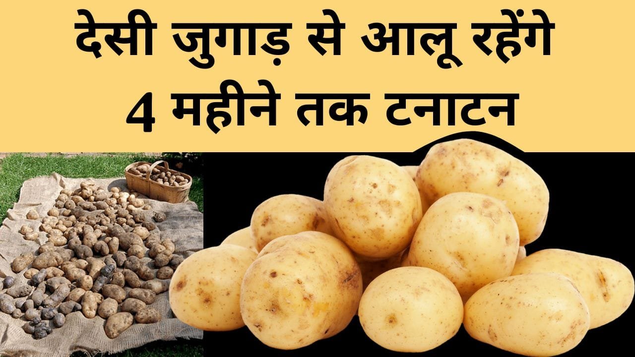 आलू स्टोर कैसे करें