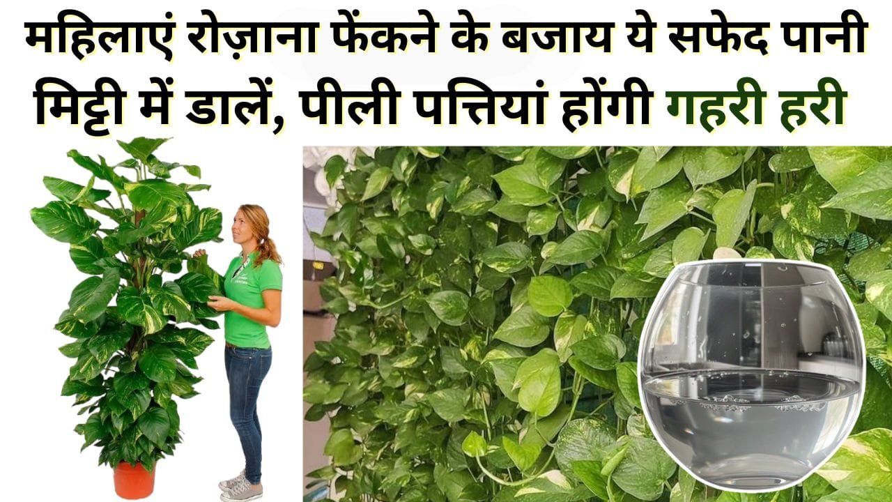 मनी प्लांट