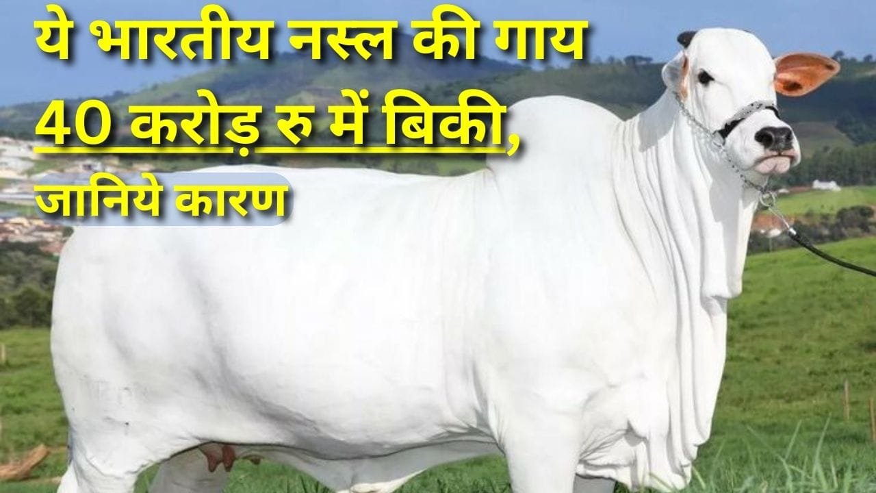 नेल्लोर नस्ल की गाय