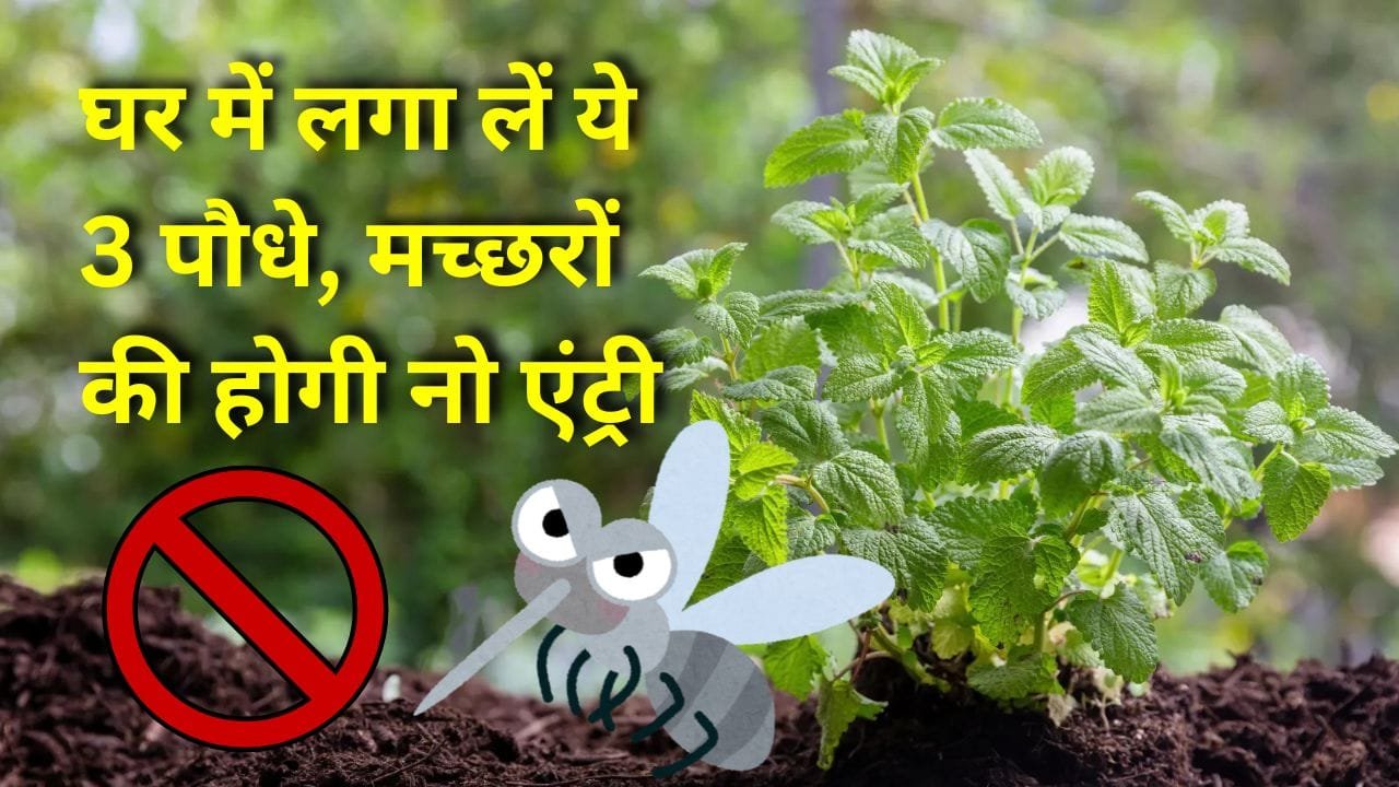 मच्छर भगाने वाले पौधे