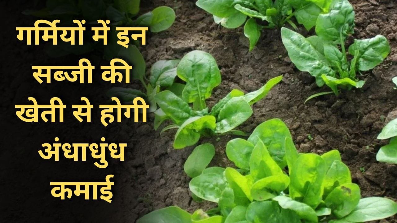 फरवरी-मार्च में सब्जी की खेती