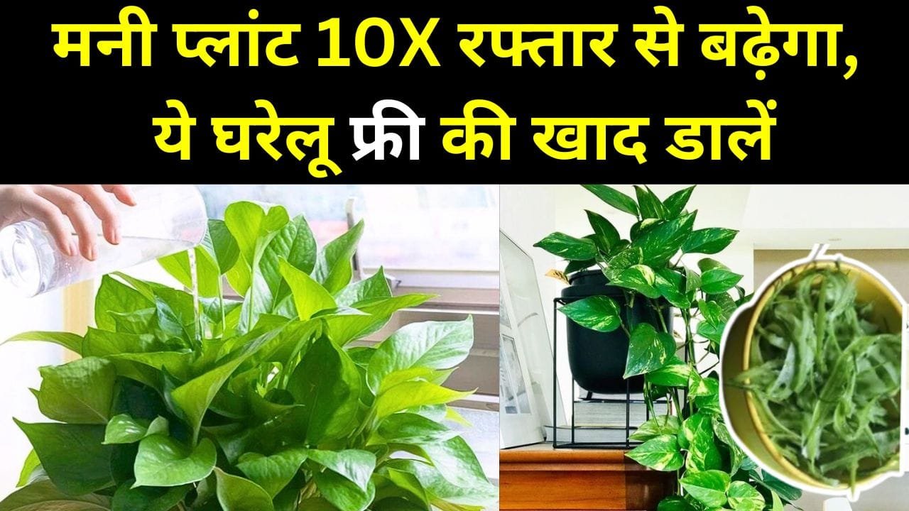 मनी प्लांट के लिए घरेलू खाद