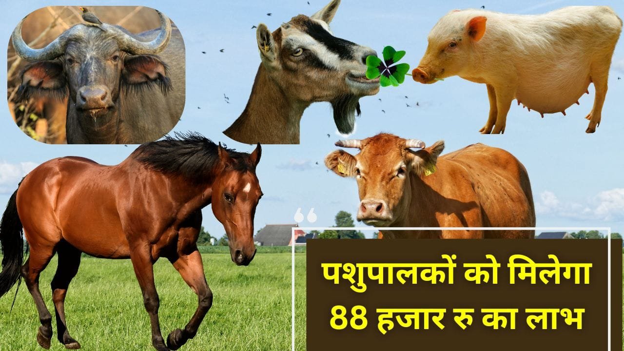 पशुओं का बीमा