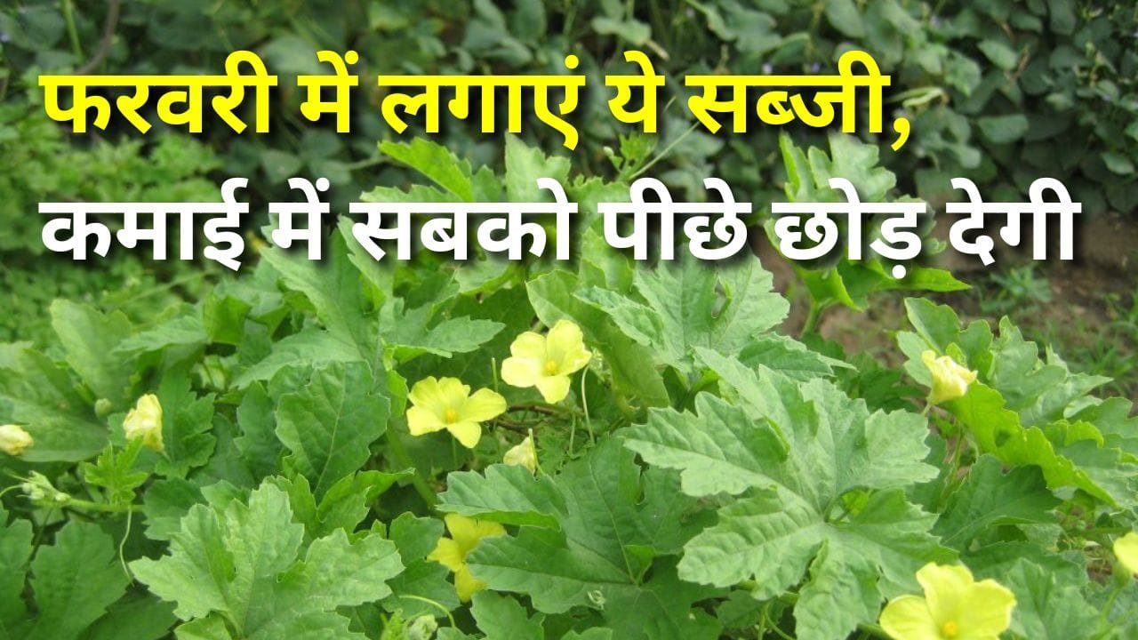 करेला की वैरायटी