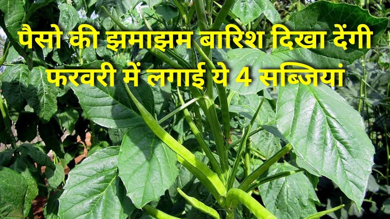 सब्जियों की खेती