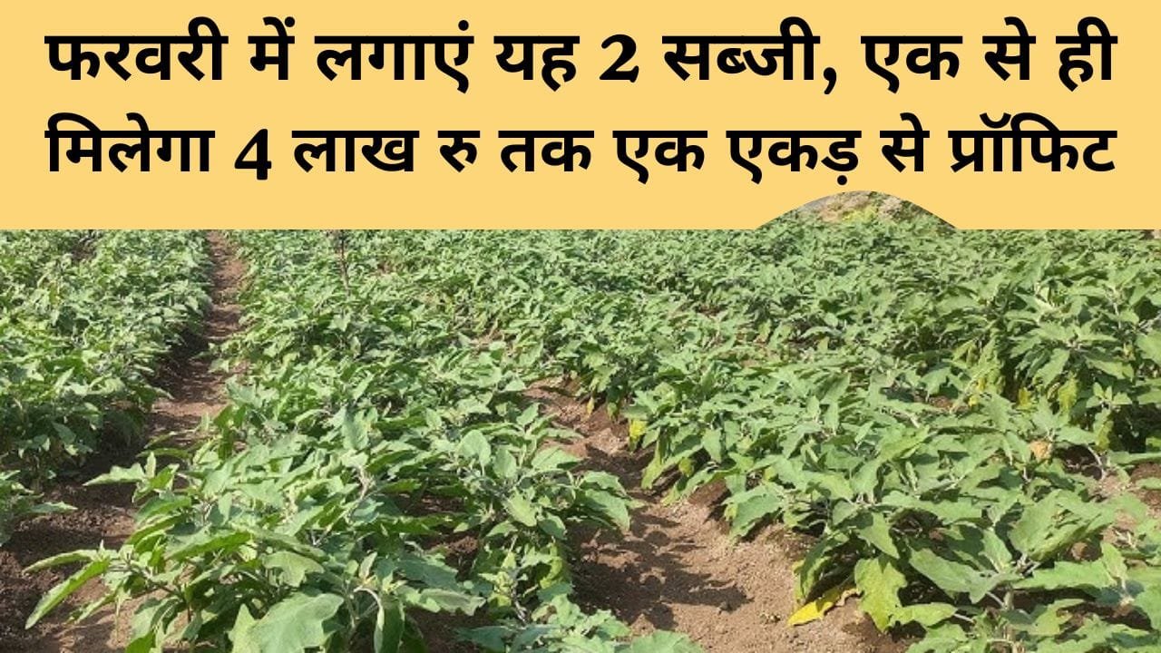 मिर्च की खेती