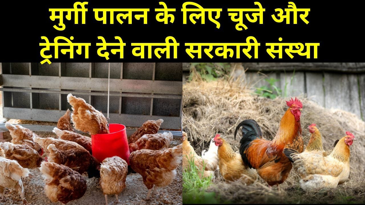 मुर्गी पालन