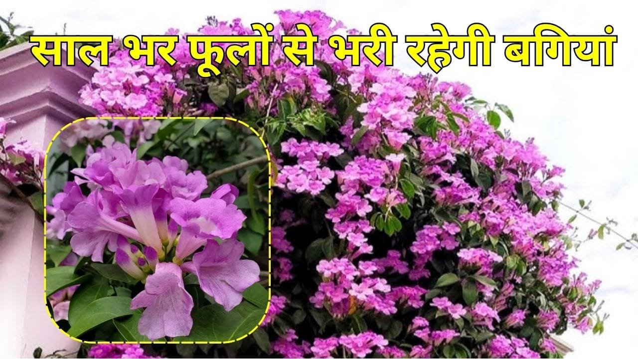 ट्रंपेट वाइन