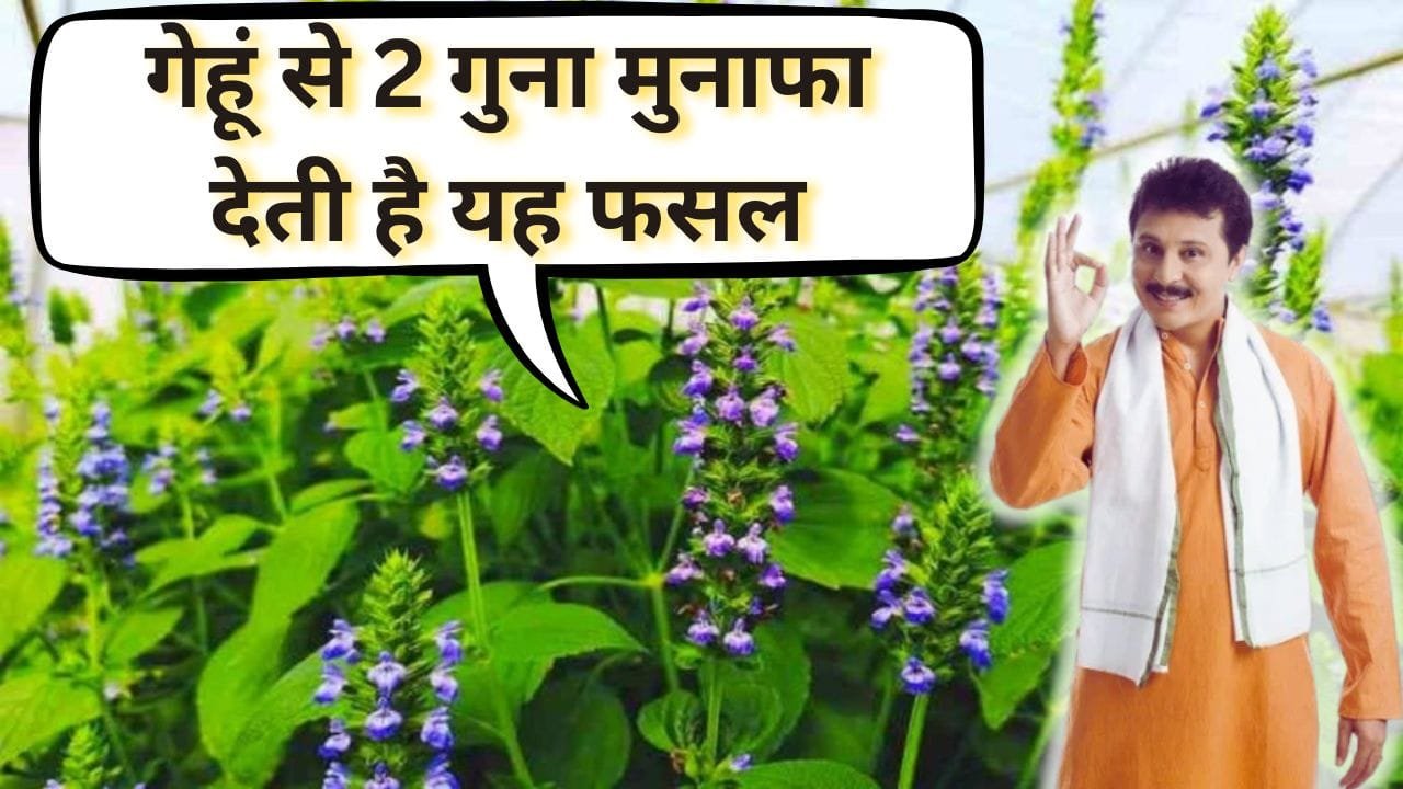 चिया सीड्स