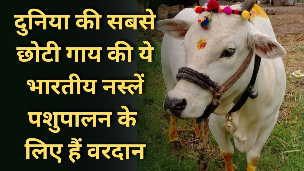 भारत की 3 फिट की गाय