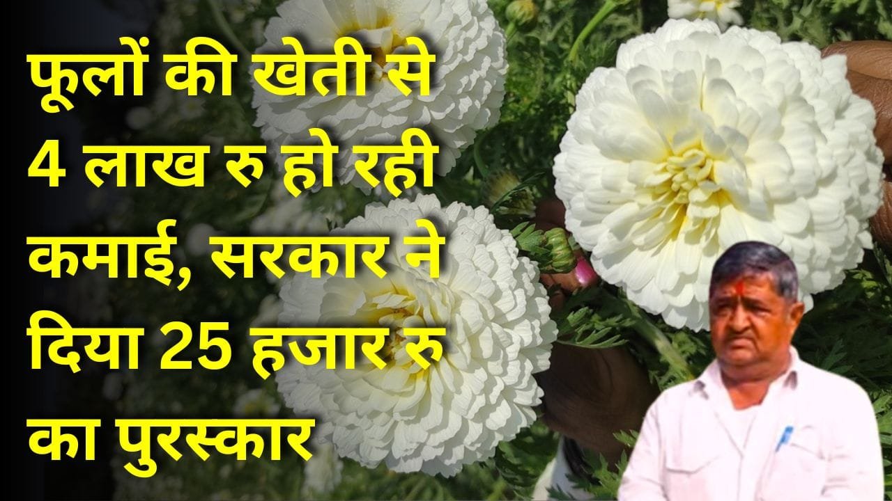 बिजली की खेती