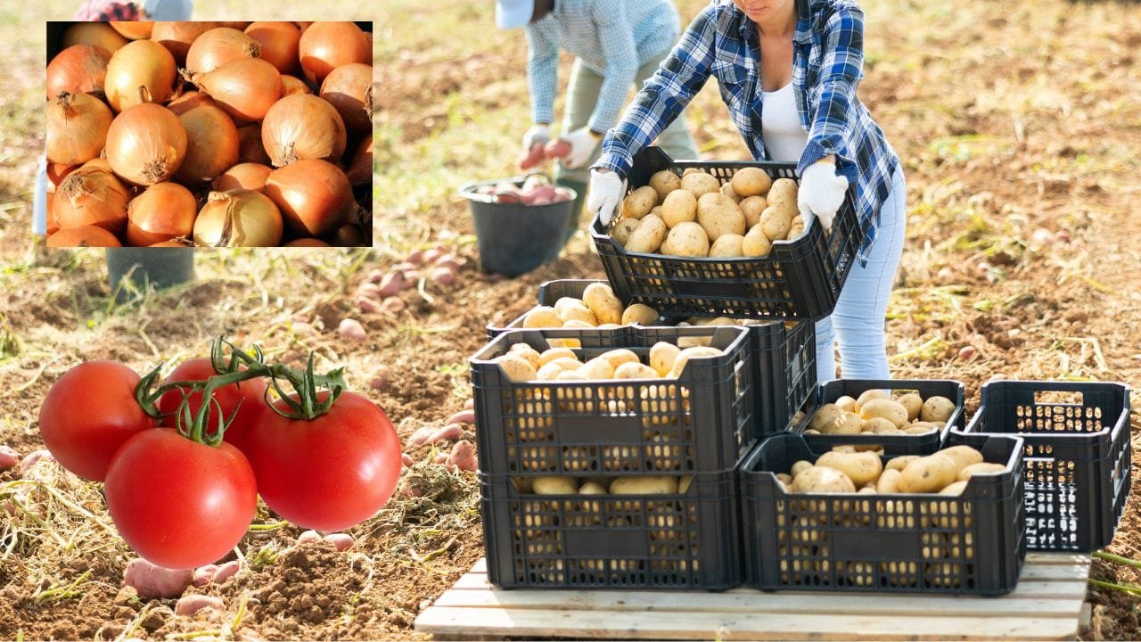 बाजार हस्तक्षेप योजना