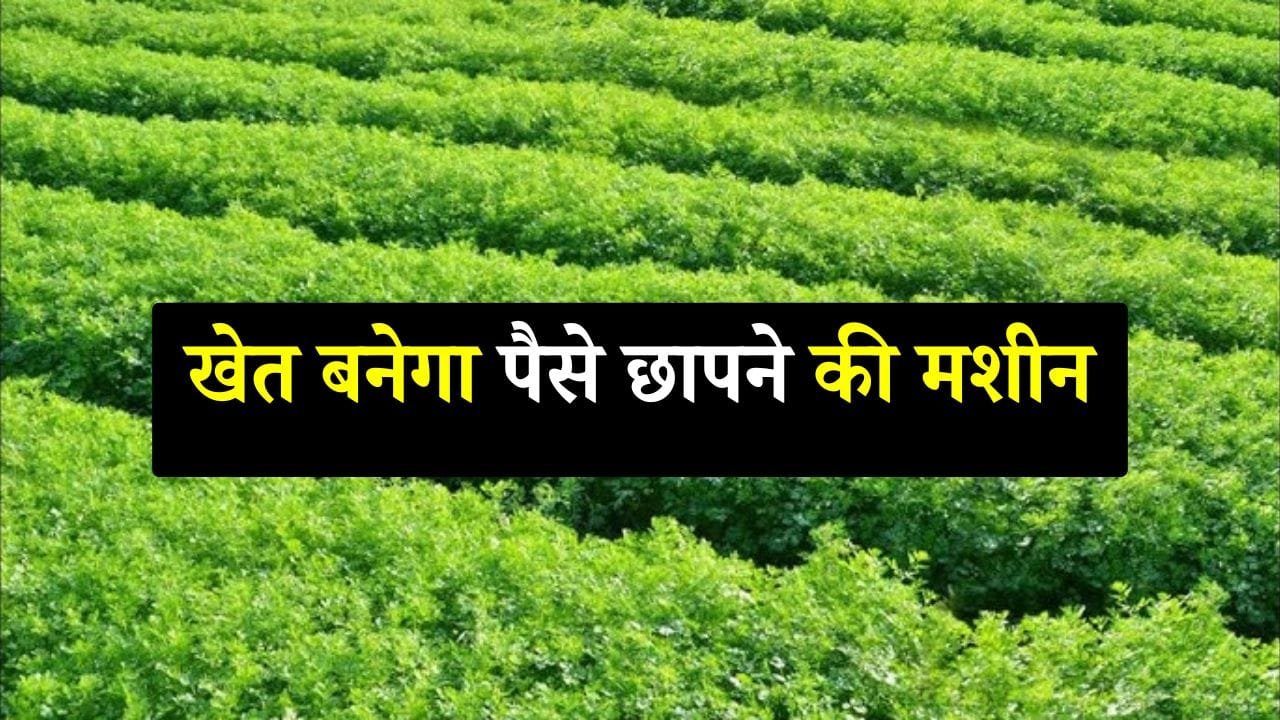 हरी धनिया की खेती