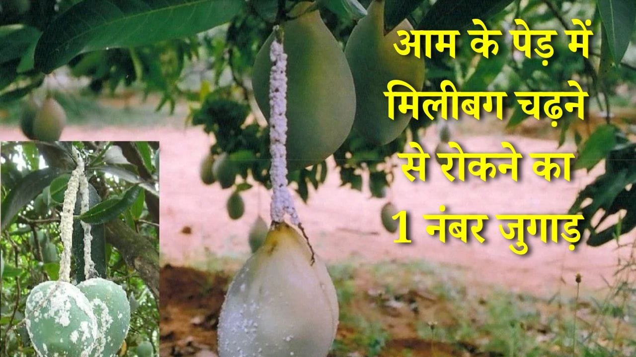 आम के पेड़ में मिलीबग चढ़ने से कैसे रोके