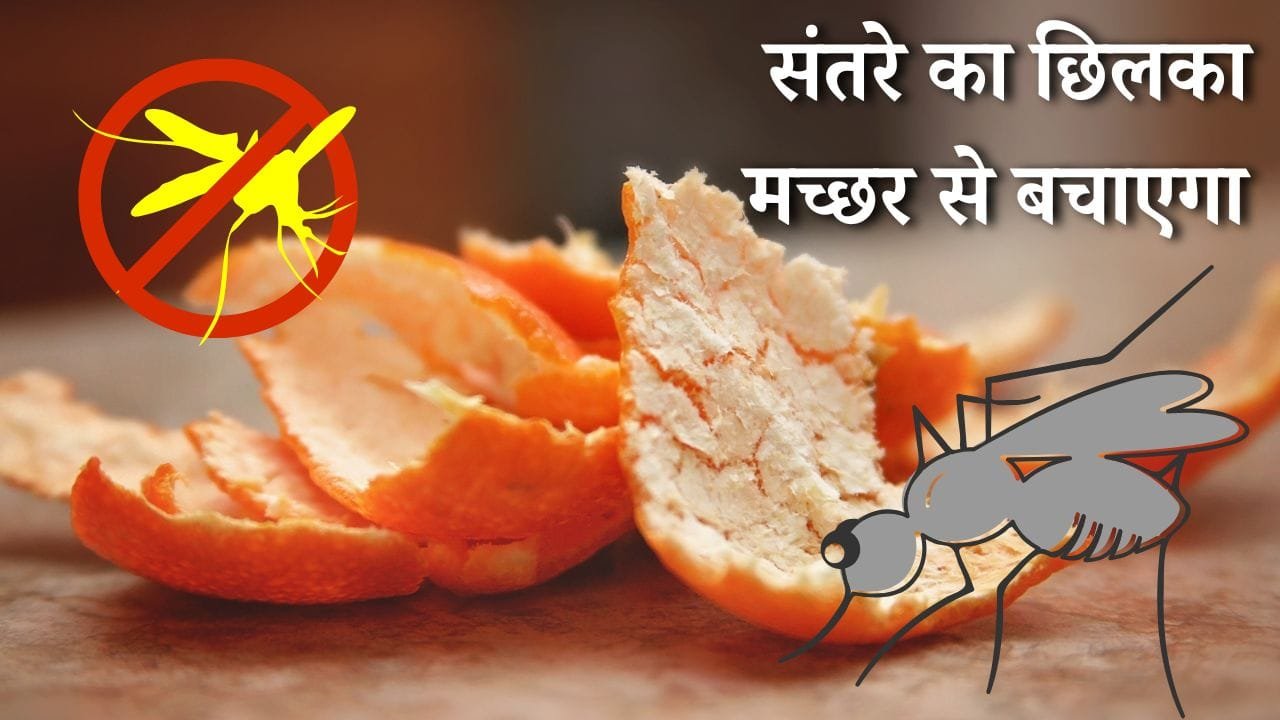 संतरे का छिलका मच्छर से बचाएगा
