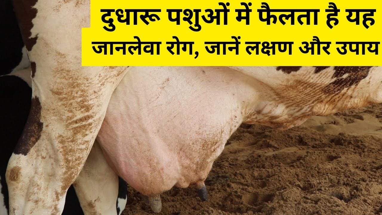 दुधारू पशु