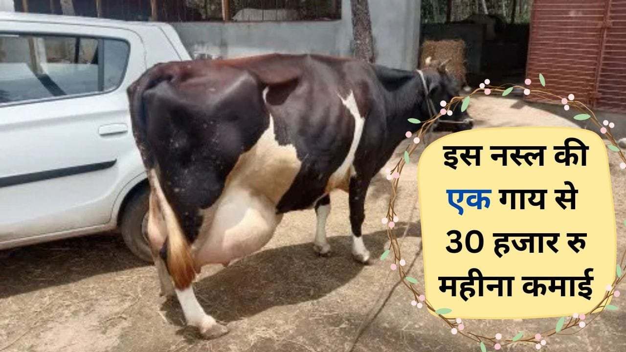 HF नस्ल की गाय