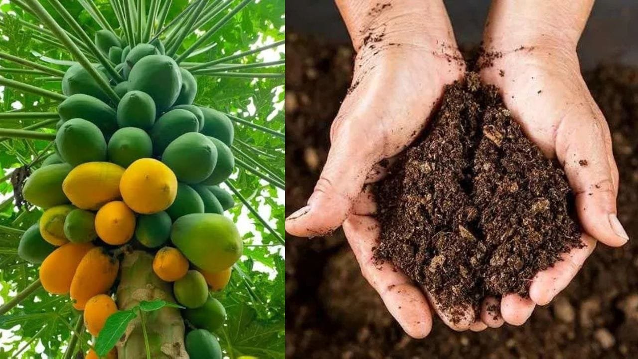 पपीता के लिए खाद