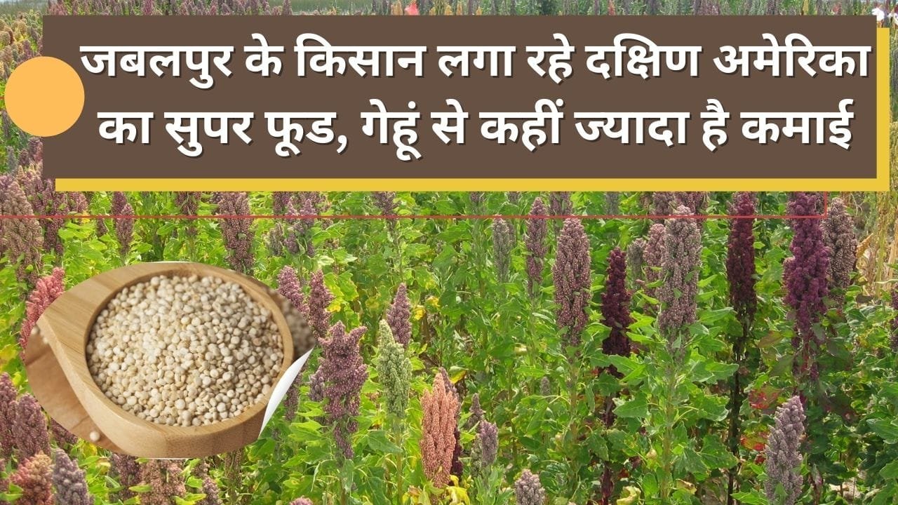 किनोवा की खेती