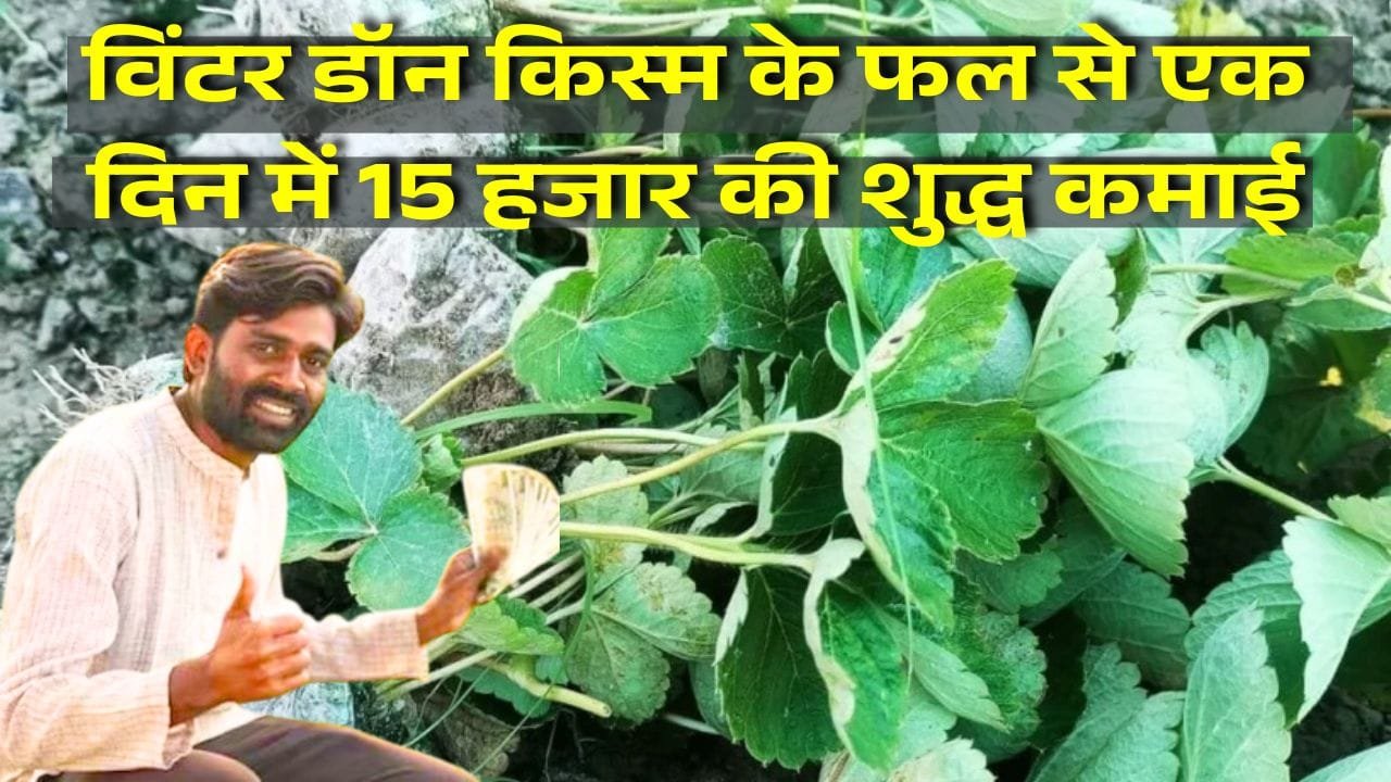 स्ट्रॉबेरी