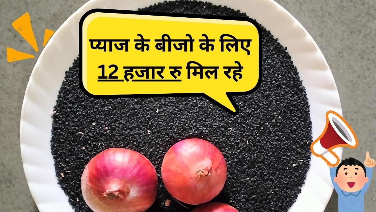प्याज के बीज पर सब्सिडी