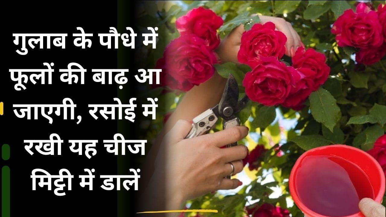 गुलाब के लिए खाद