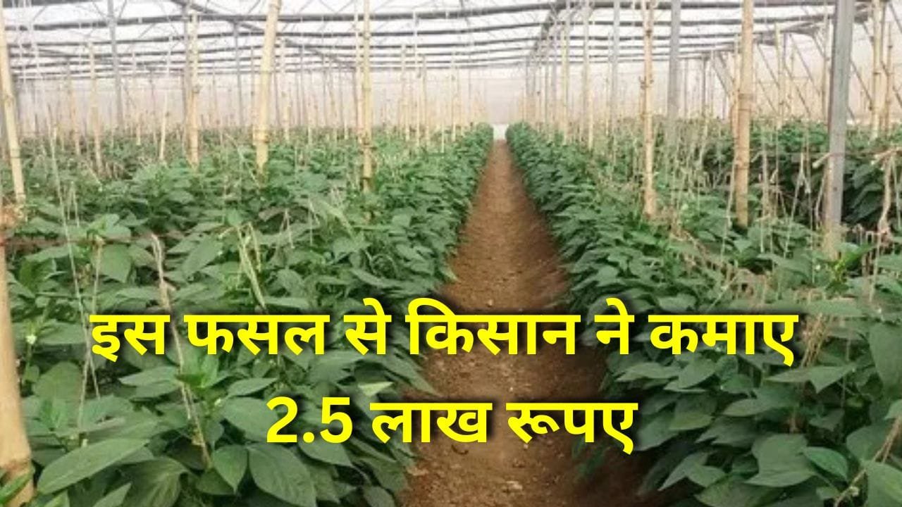 शिमला मिर्च