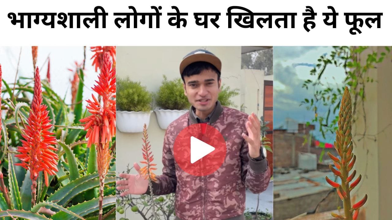 एलोवेरा की देखभाल