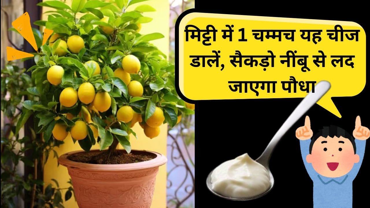 नींबू के पौधे की देखभाल