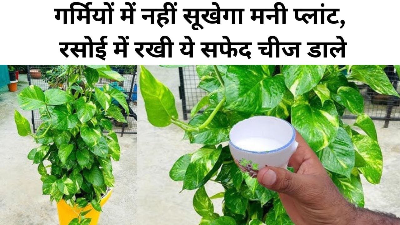गर्मी में मनी प्लांट सूखने से कैसे बचाएं