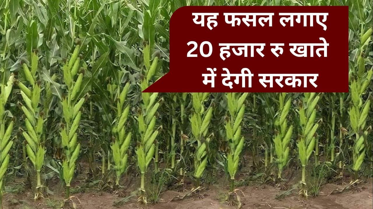 त्वरित मक्का विकास योजना