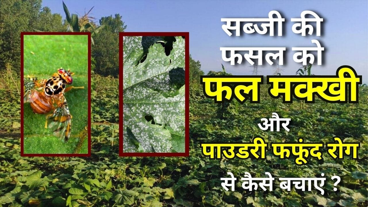 पाउडरी फफूंद रोग