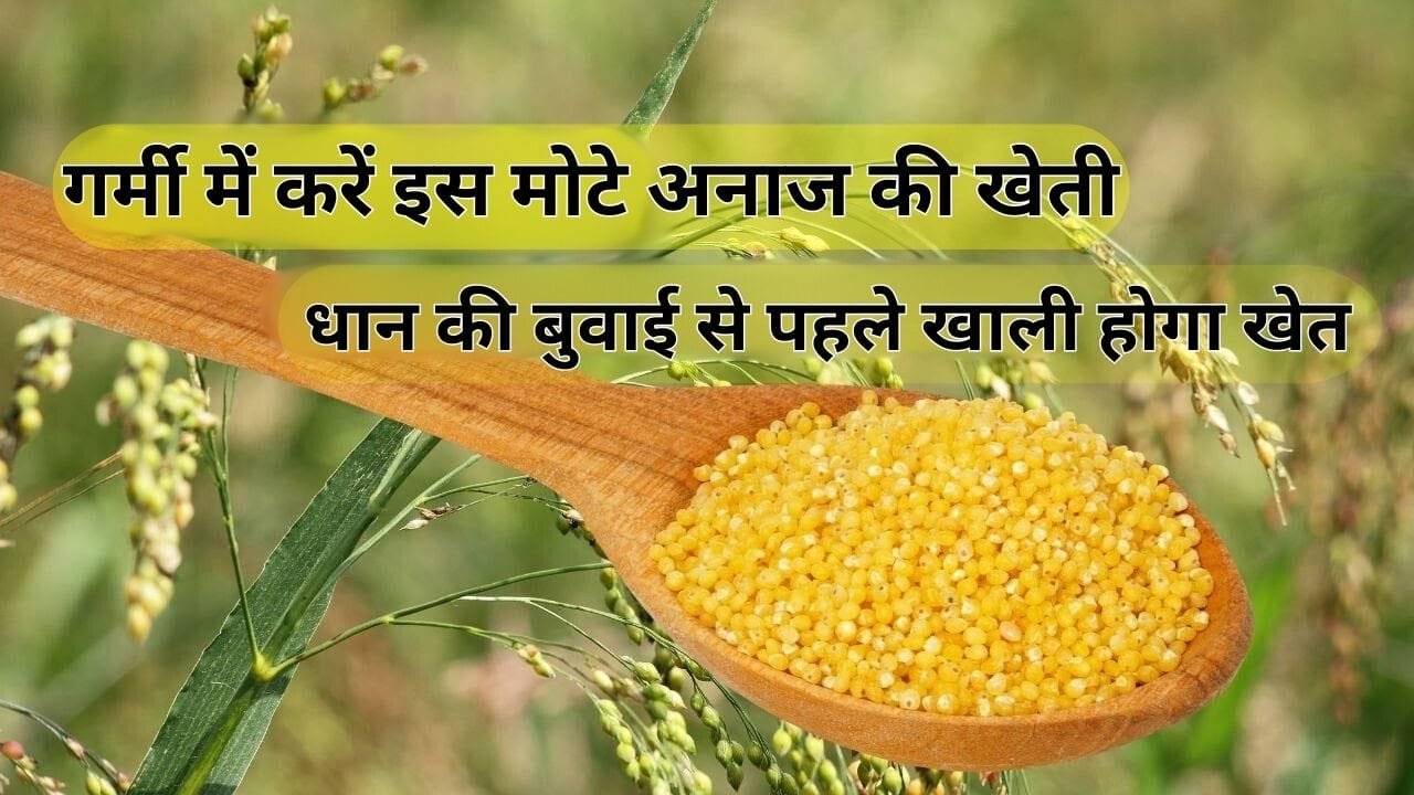 चीना की खेती