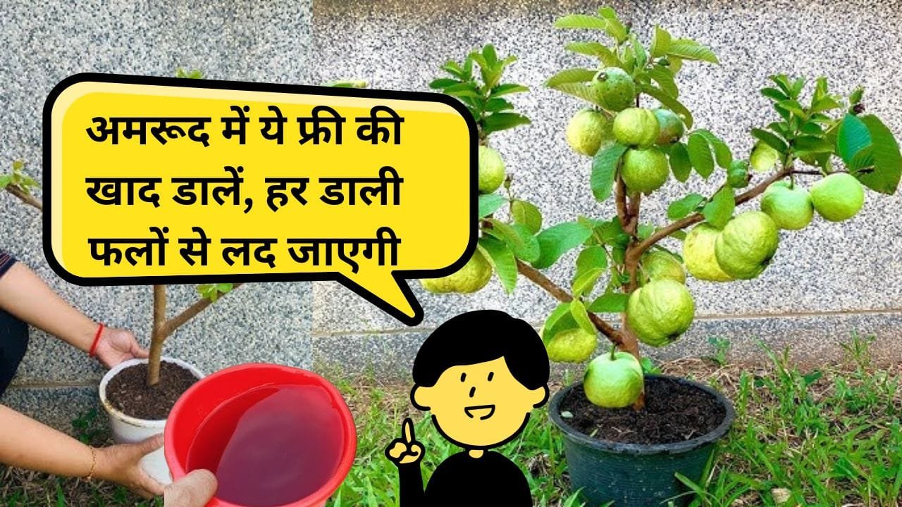 अमरूद के लिए खाद