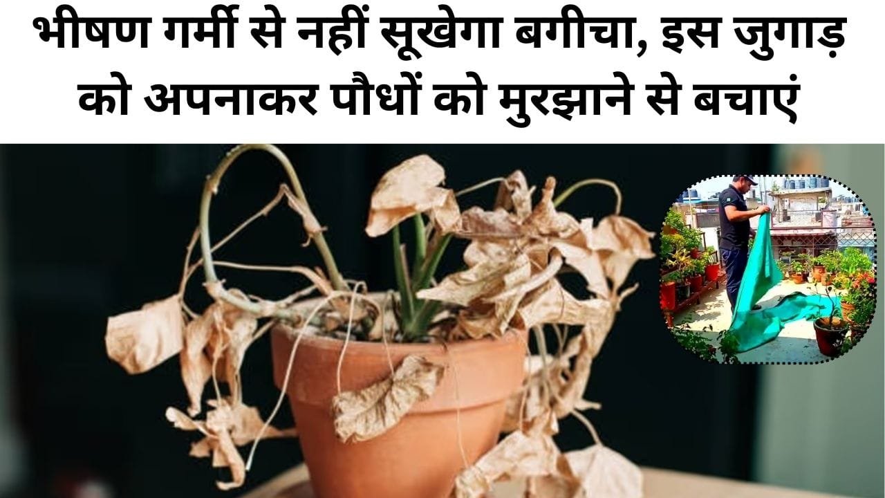 तेज धूप से पौधे कैसे बचाएं