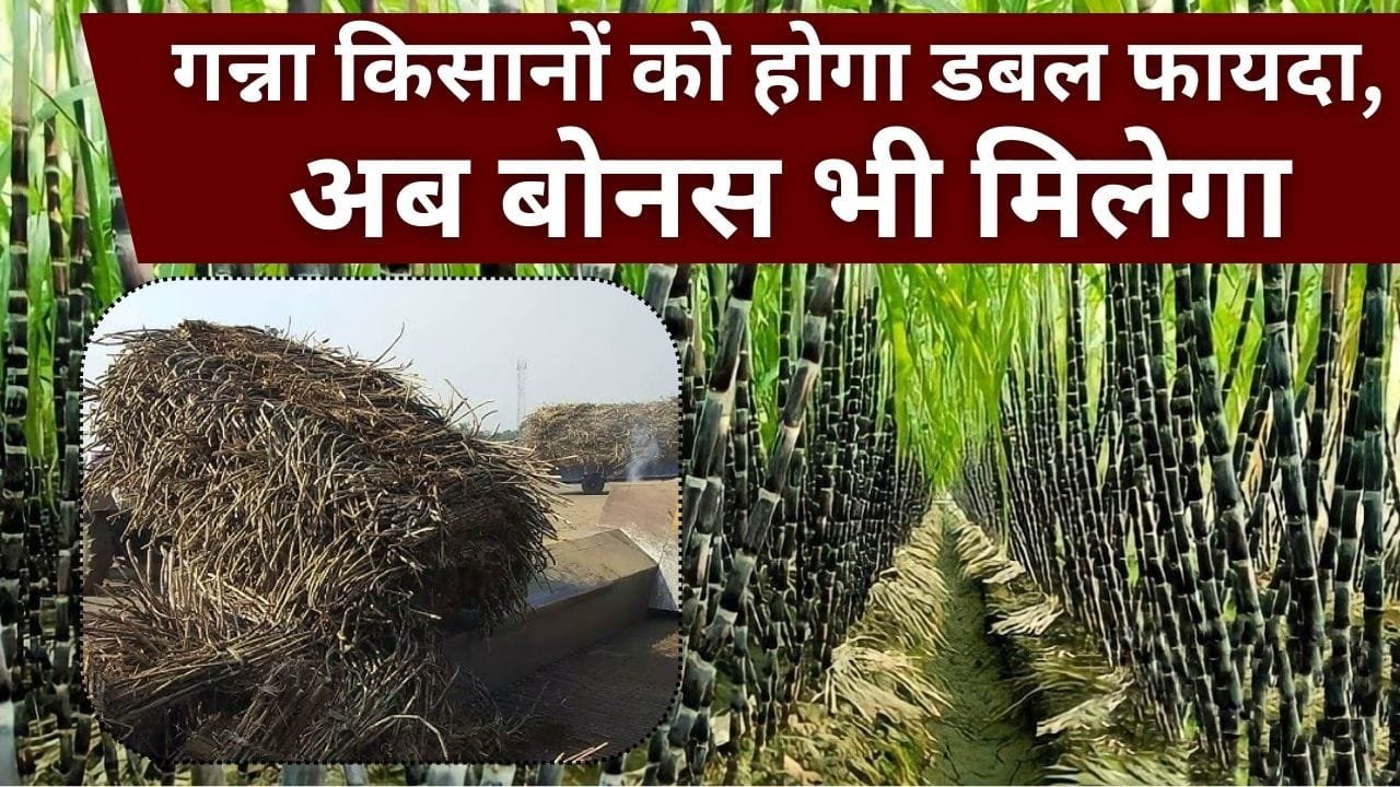 गन्ना की खेती
