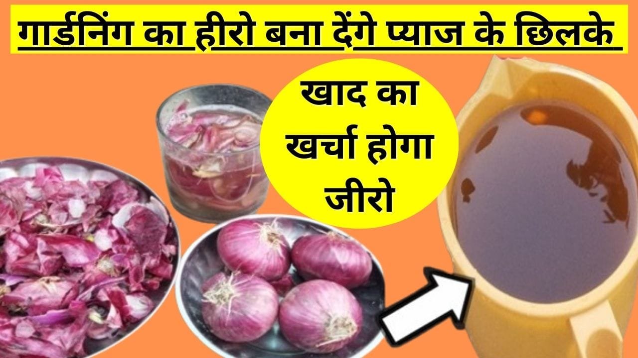 प्याज के छिलके की खाद